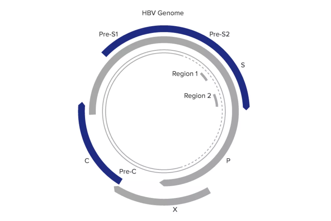 Illustration of Aptima™ HBV Quant Assay Designed for Confidence Across a Wide Dynamic Range